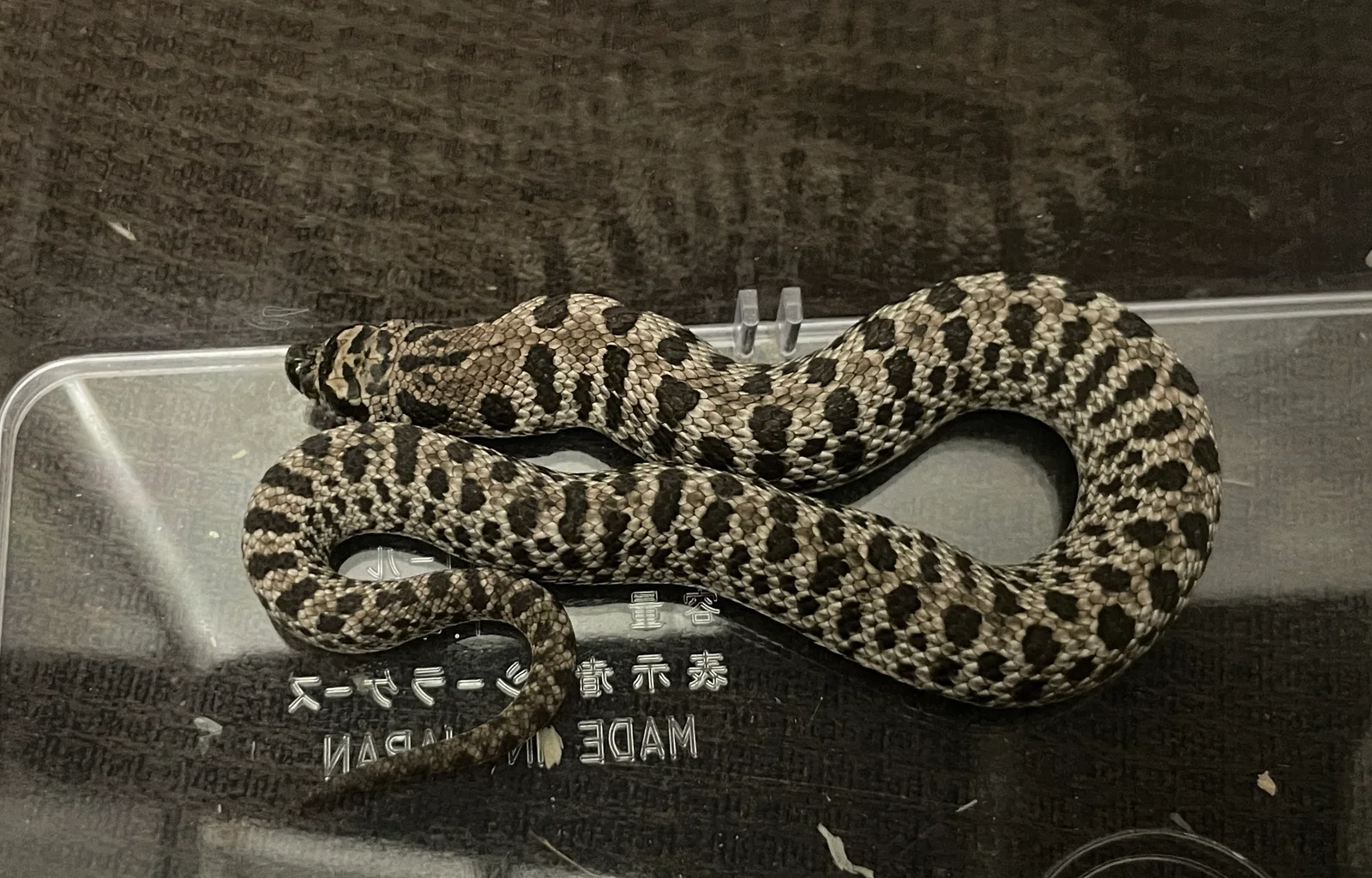 HNS0064 生体写真 5