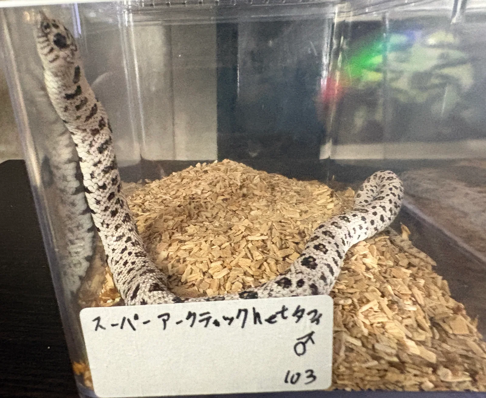 HNS0103 生体写真 11