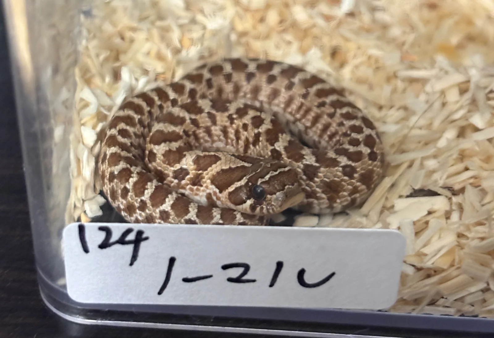 HNS0124 生体写真 3