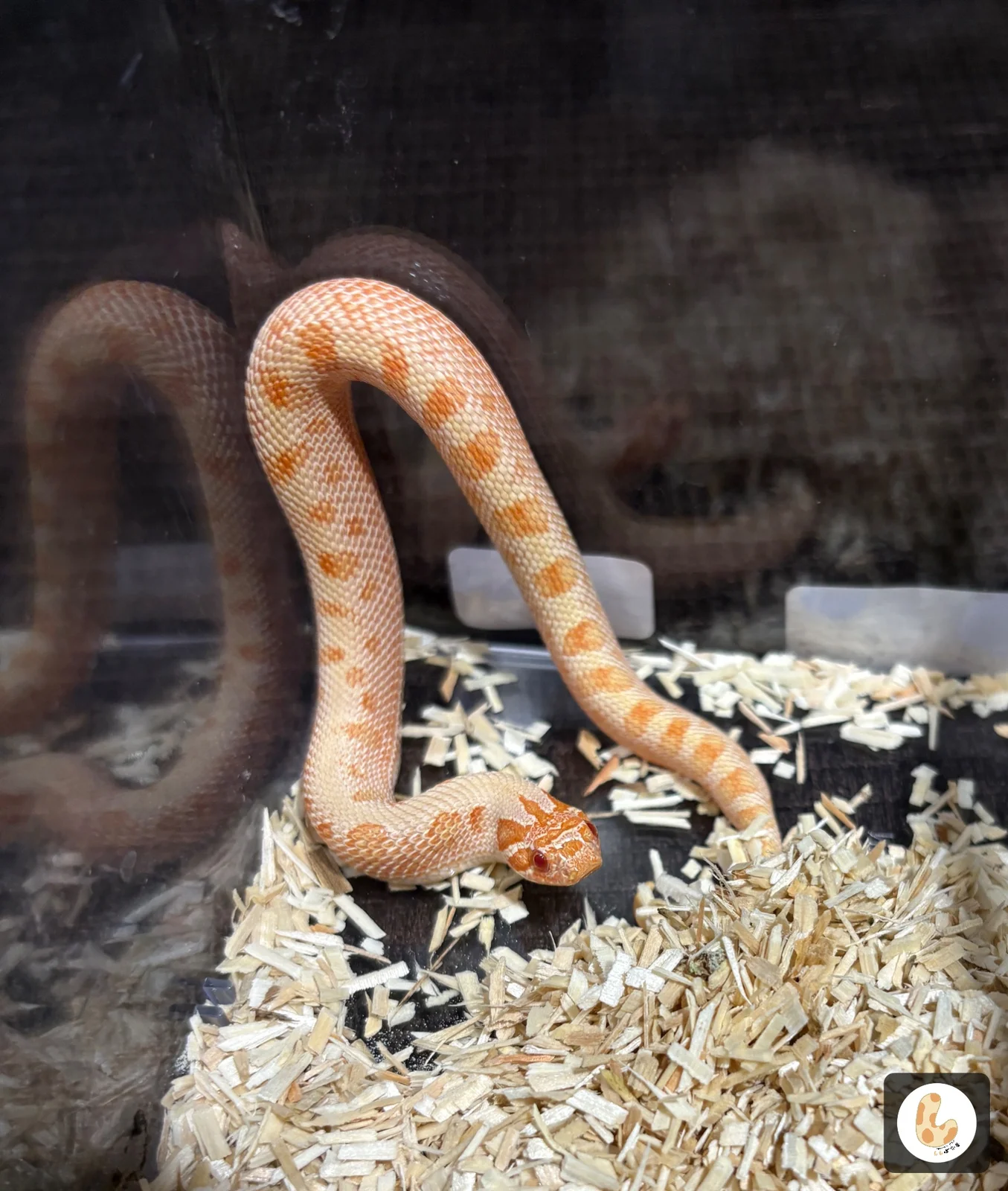 HNS0137 生体写真 7
