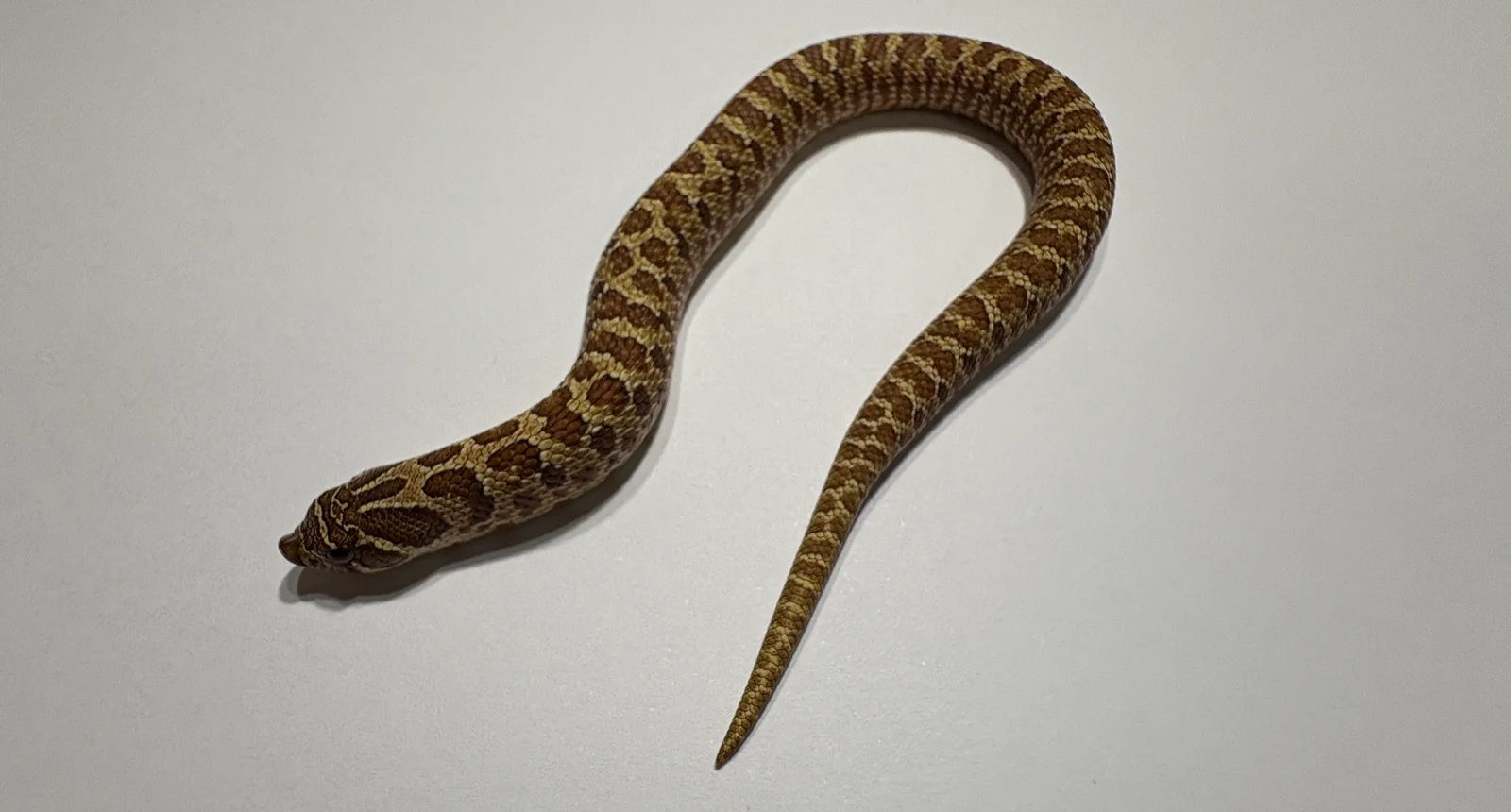 HNS0061 生体写真 10