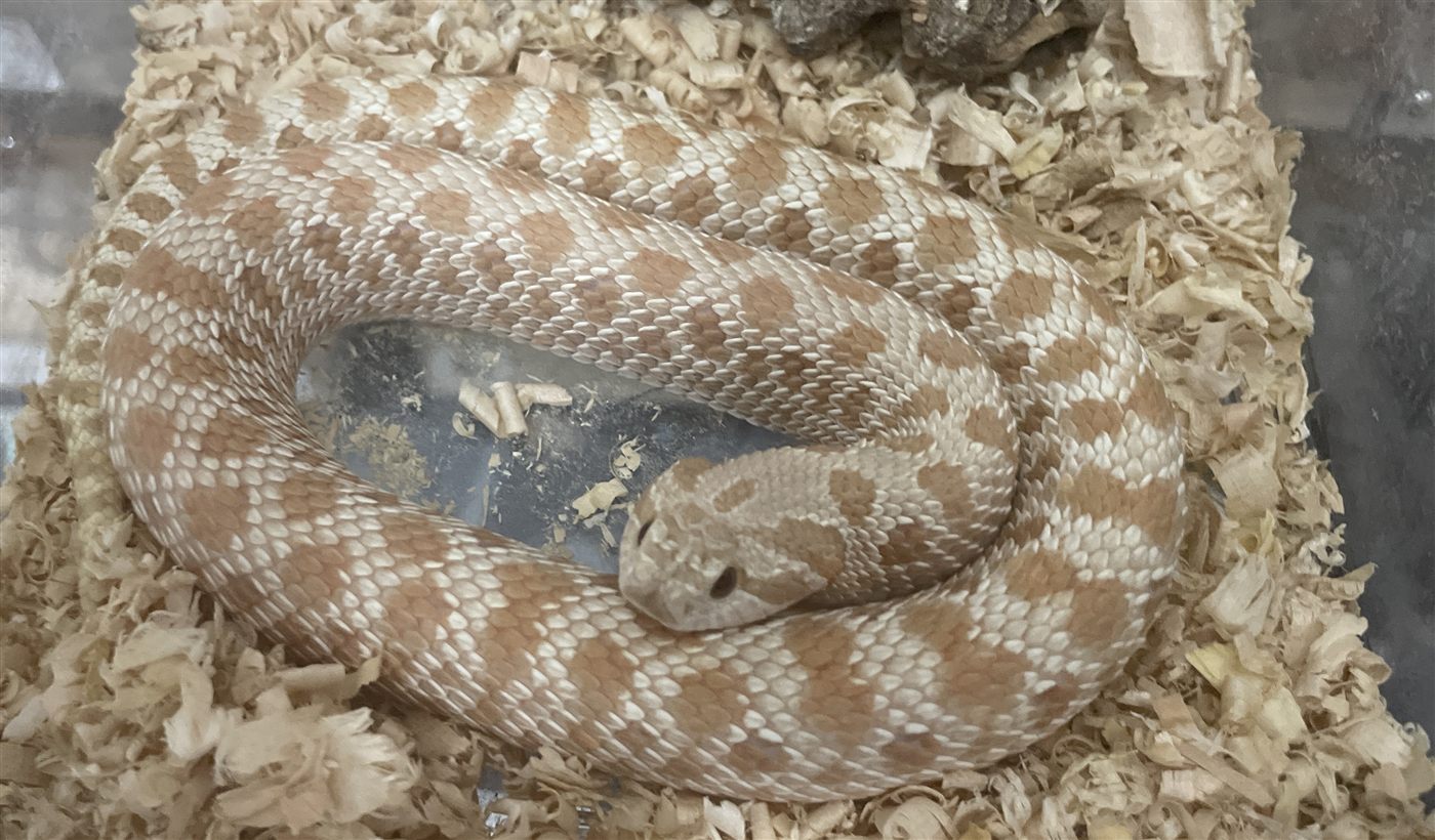 エヴァンズハイポの写真